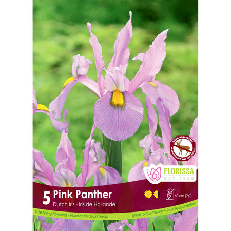 Iris, Dutch - Pink Panter Bulb, 5 Pack