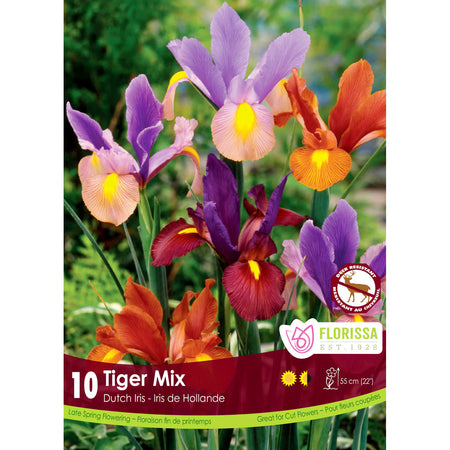 Iris, Dutch -Tiger Mix Bulb, 10 Pack