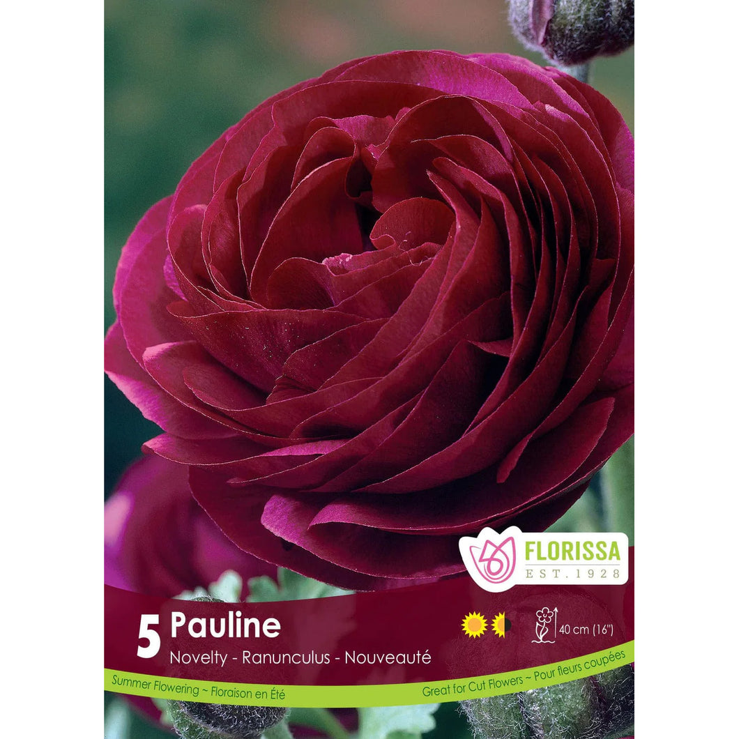 Ranunculus -  Pauline Bulbs, 5 Pack