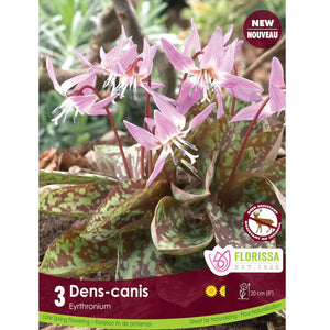 Erythronium - Dens-Canis , 3 Pack