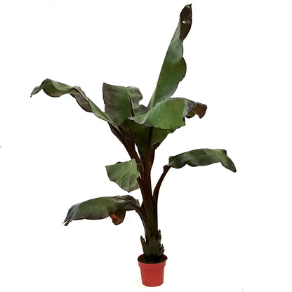 Banana, 10in, Ensete Maurelli, Abyssinian