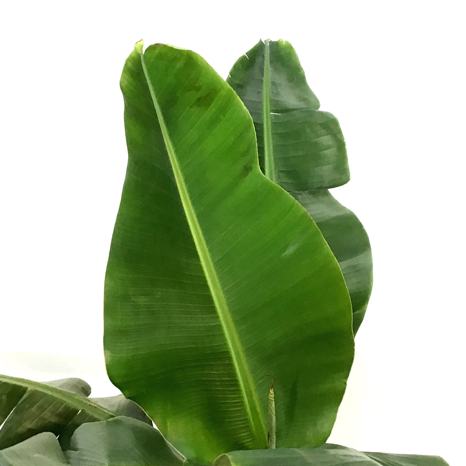 Banana, 10in, Dwarf Musa Oriental – Floral Acres Greenhouse