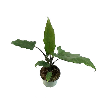 Alocasia, 4in, Lauterbachiana Purple Sword