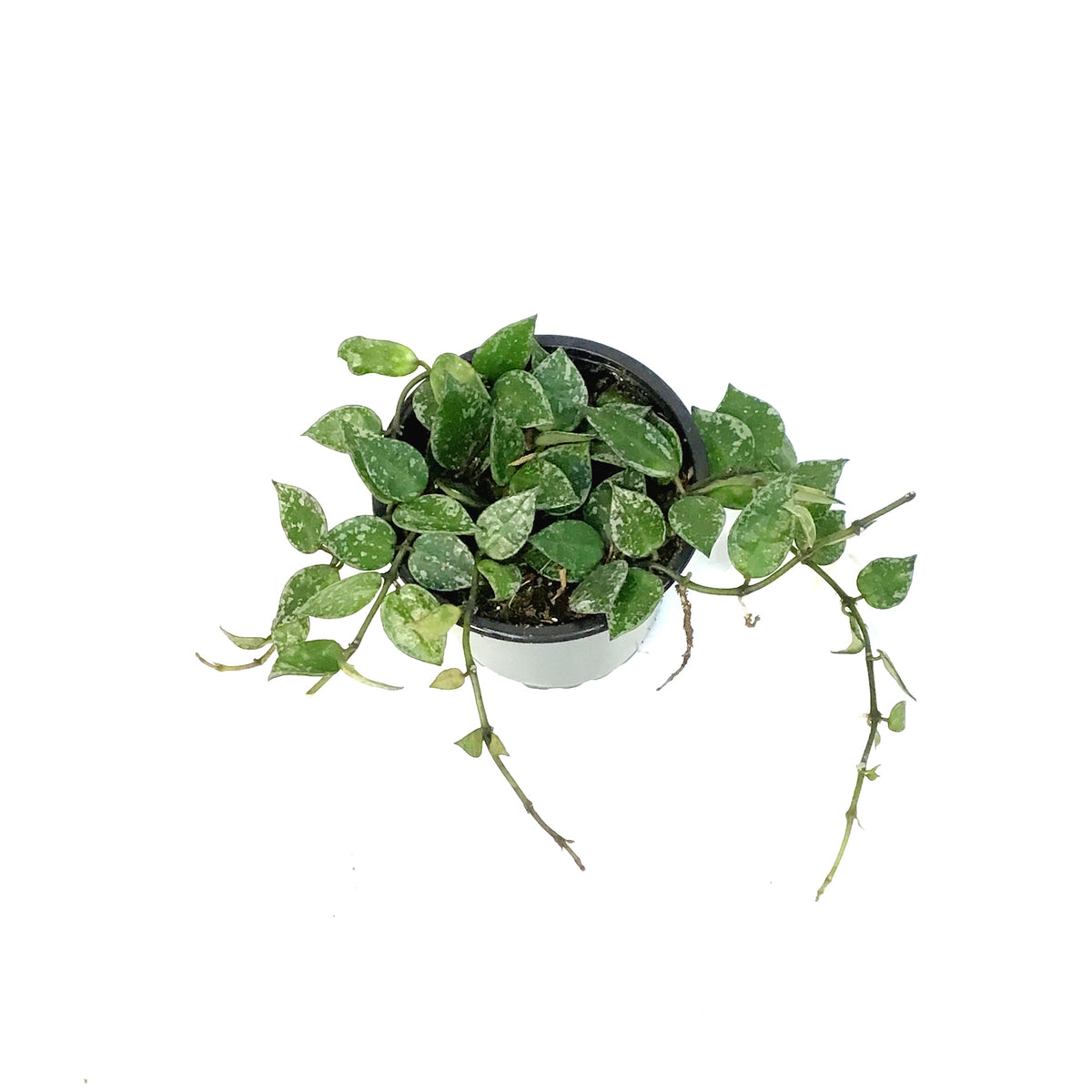 Hoya, 4in,Khroniana Silver