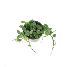 Load image into Gallery viewer, Hoya, 4in,Khroniana Silver
