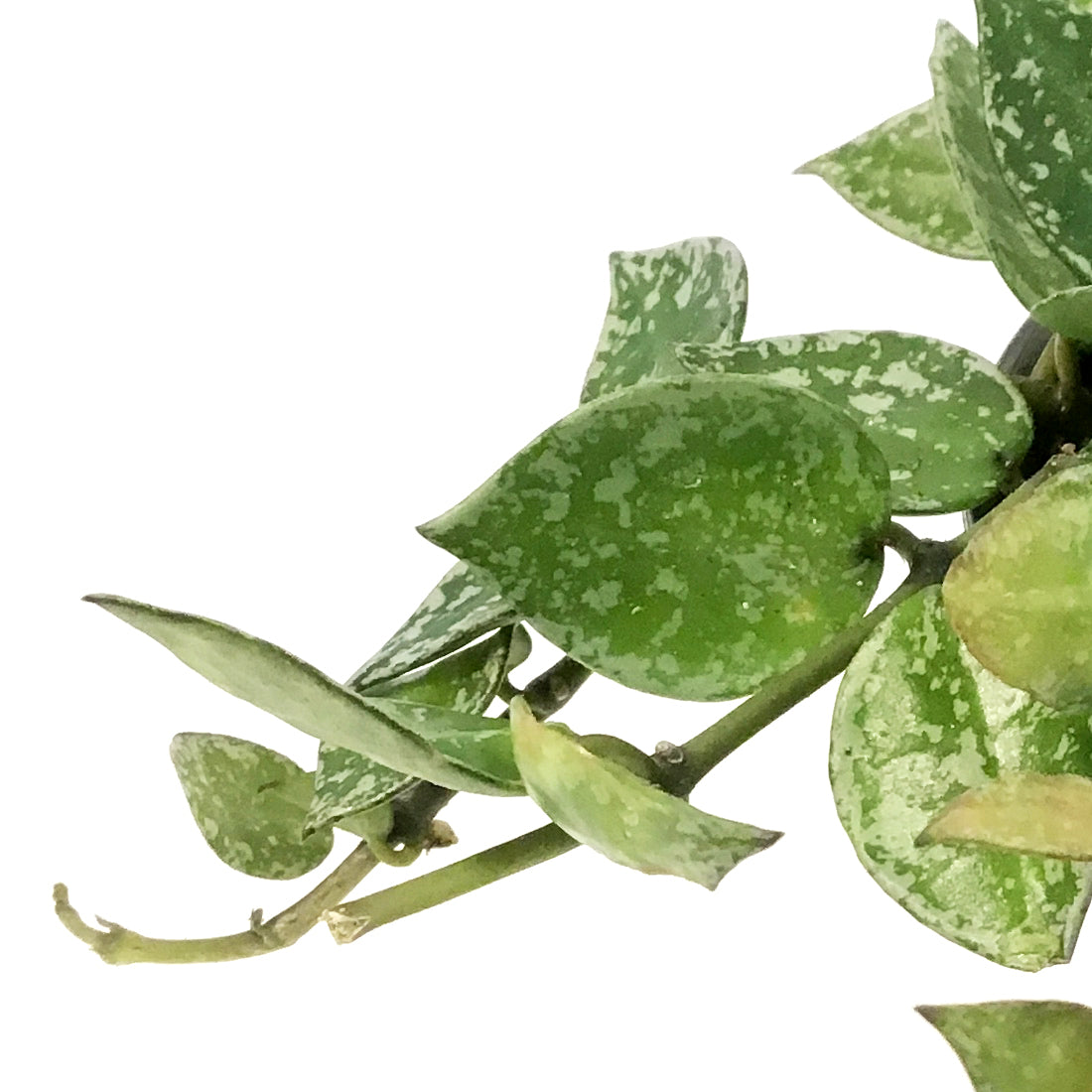Hoya, 4in,Khroniana Silver