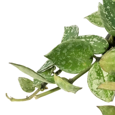Hoya, 4in,Khroniana Silver