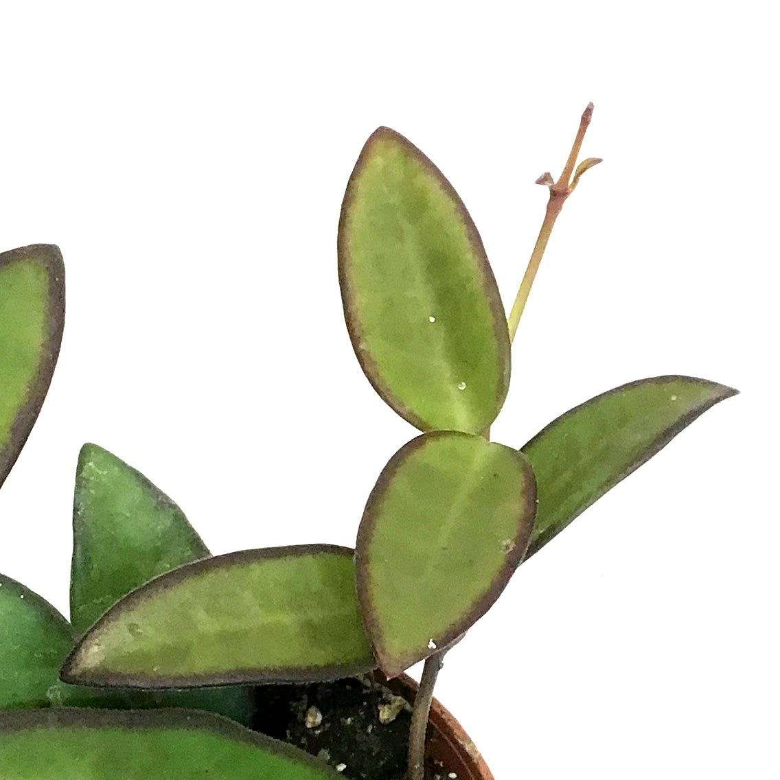 Hoya, 2.25in, Rosita