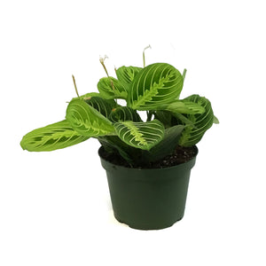 Maranta, 6in, Lemon,
