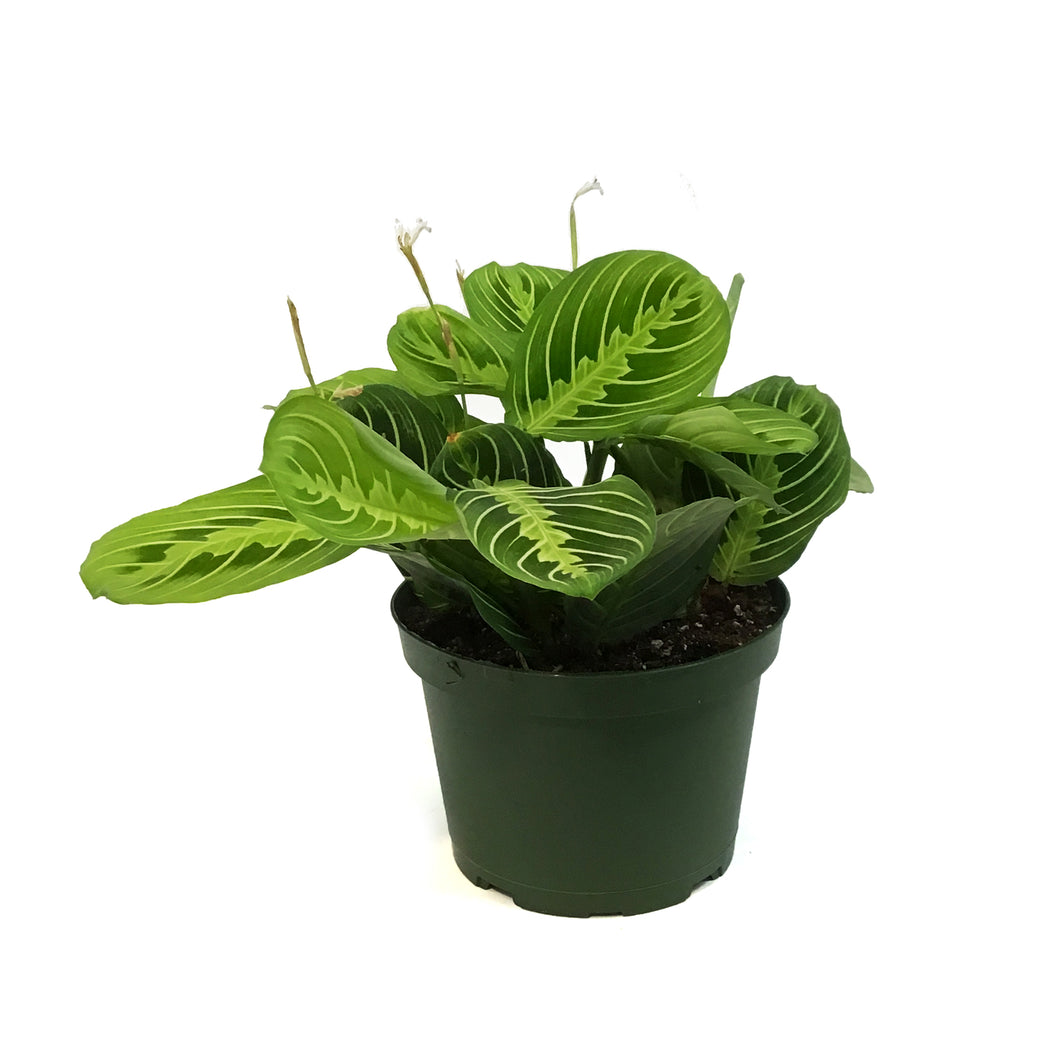 Maranta, 6in, Lemon,
