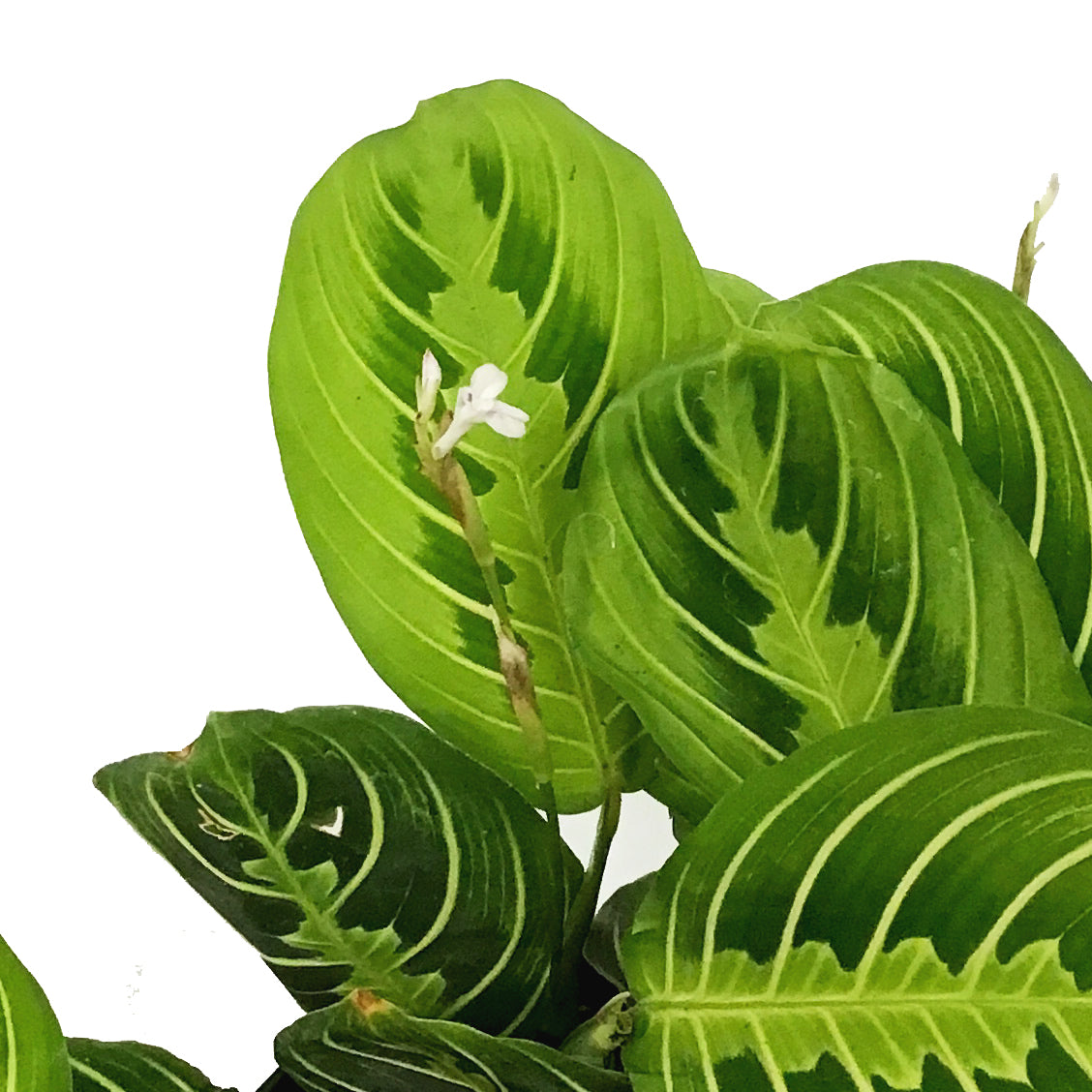Maranta, 6in, Lemon,