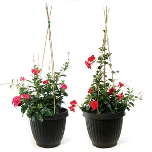 Dipladenia, 15in, Planter