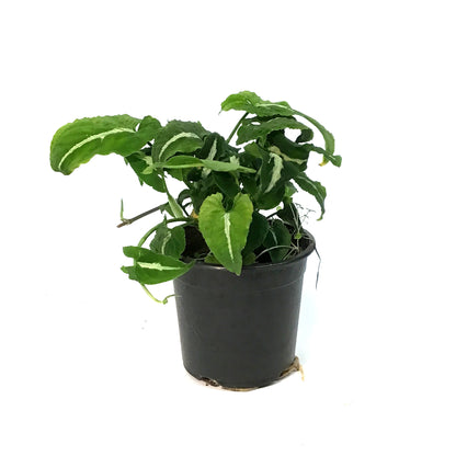 Syngonium, 4in, Black Velvet