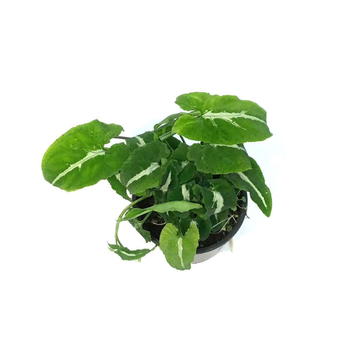 Syngonium, 4in, Black Velvet