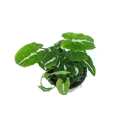 Syngonium, 4in, Black Velvet