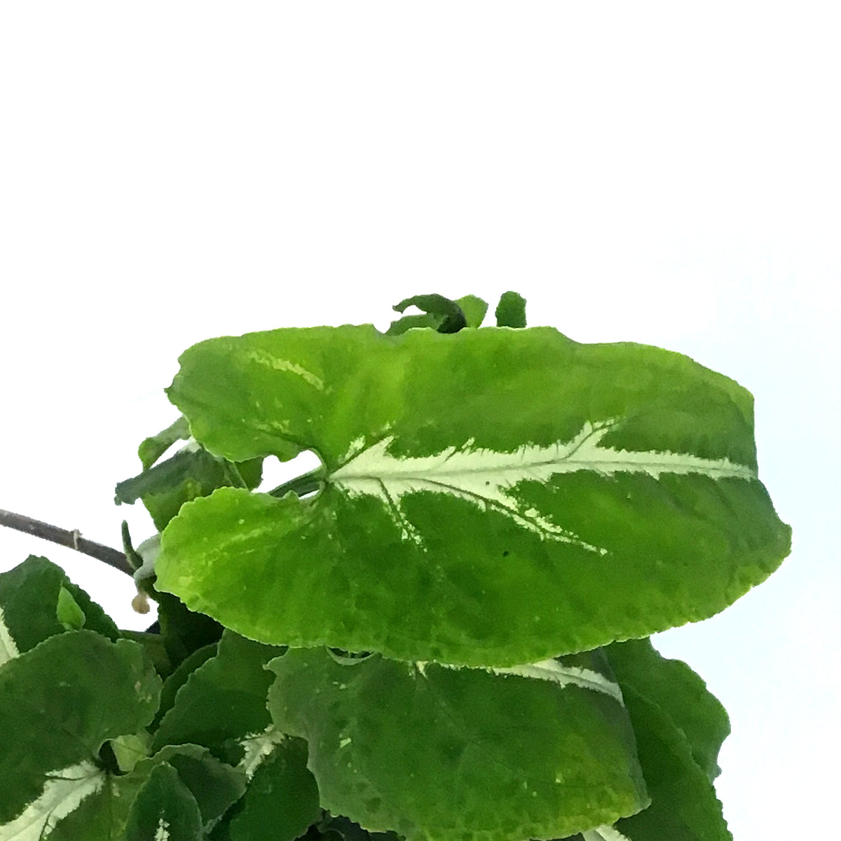 Syngonium, 4in, Black Velvet