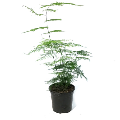 Fern,4in, Plumosus