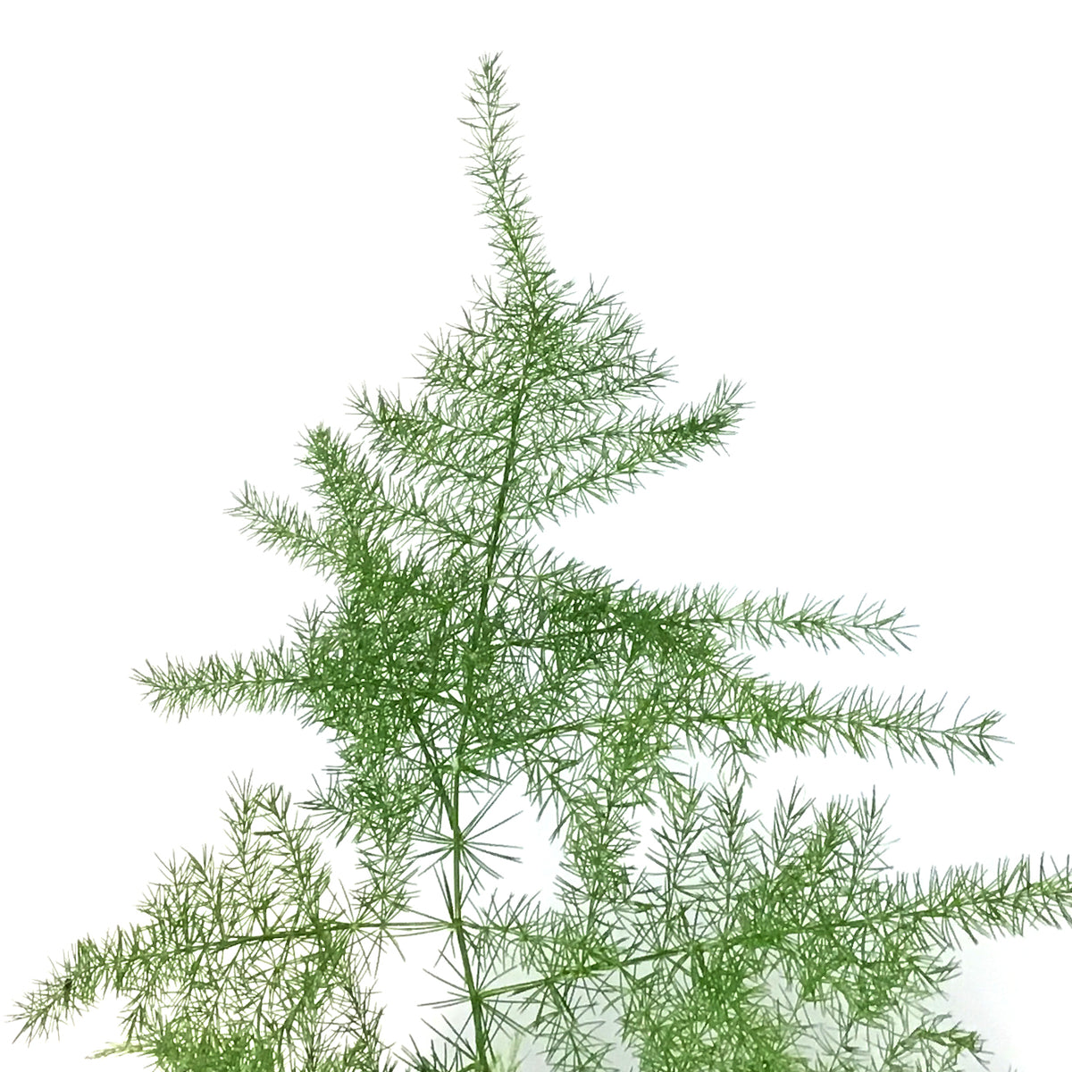 Fern,4in, Plumosus