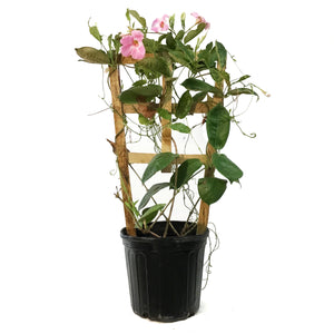 Mandavilla, 10in, Trellis