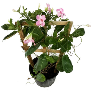 Mandavilla, 10in, Trellis