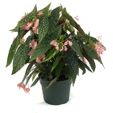 Load image into Gallery viewer, Begonia, 6in, Mac Silver Spot

