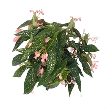 Load image into Gallery viewer, Begonia, 6in, Mac Silver Spot
