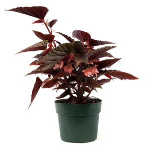 Begonia, 6in, Pink Spot