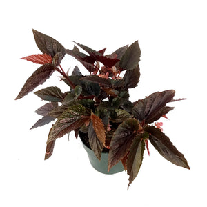 Begonia, 6in, Pink Spot