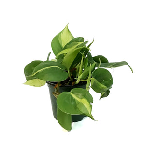 Philodendron, 4in, Brasil