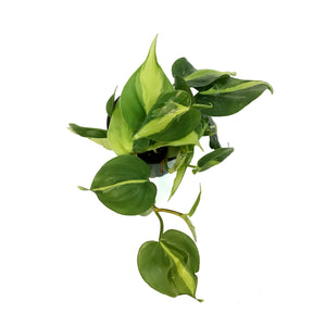 Philodendron, 4in, Brasil