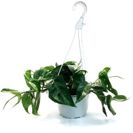 Epipremnum Pinnatum, 6in HB, Albo
