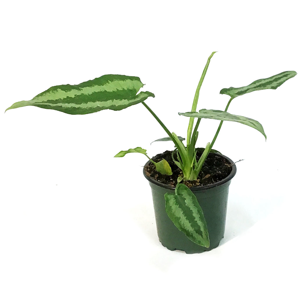 Aglaonema, 4in, White Dream