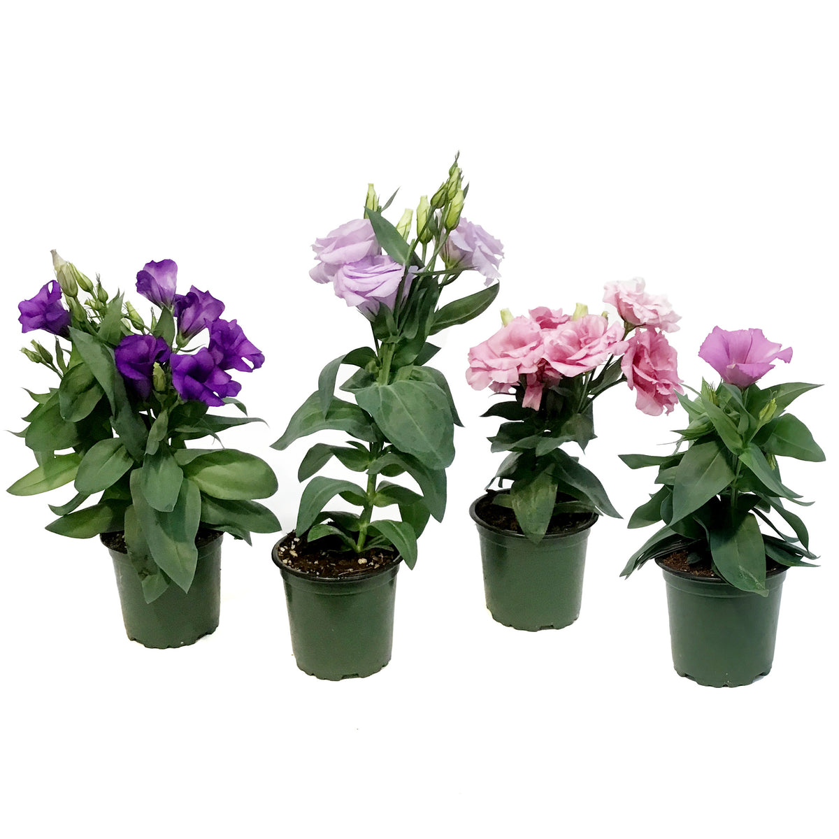 Lisianthus, 4in