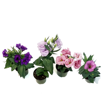 Lisianthus, 4in
