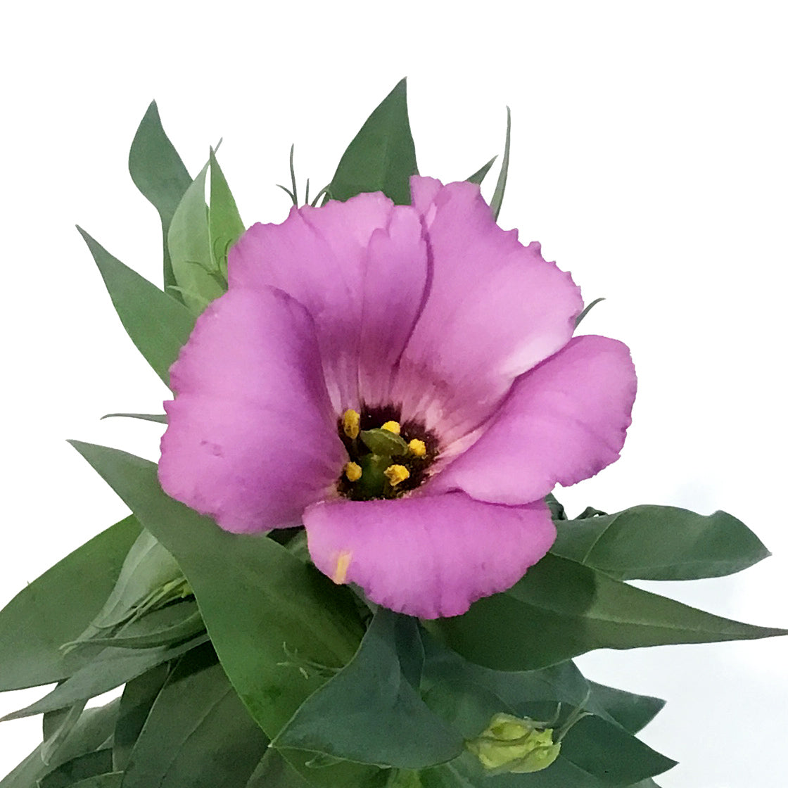 Lisianthus, 4in
