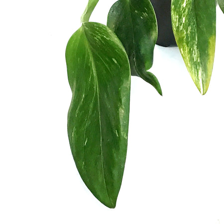 Monstera, 4in, Standleyana Varigated