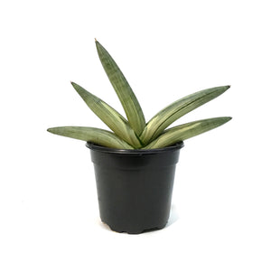 Sansevieria, 4in, Boncel, Varigated