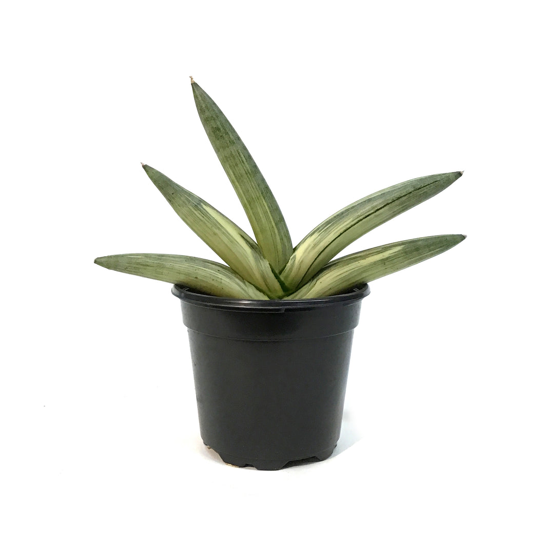 sansevieria boncel variegata Sansevieria, 4in, Boncel, Varigated – Floral Acres Greenhouse & Garden Centre