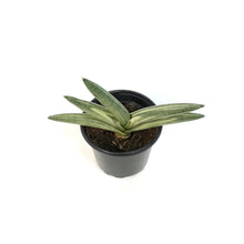 Load image into Gallery viewer, Sansevieria, 4in, Boncel, Varigated
