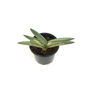 Sansevieria, 4in, Boncel, Varigated