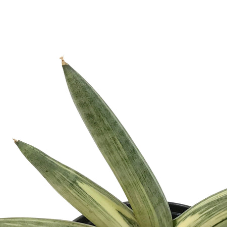 Sansevieria, 4in, Boncel, Varigated