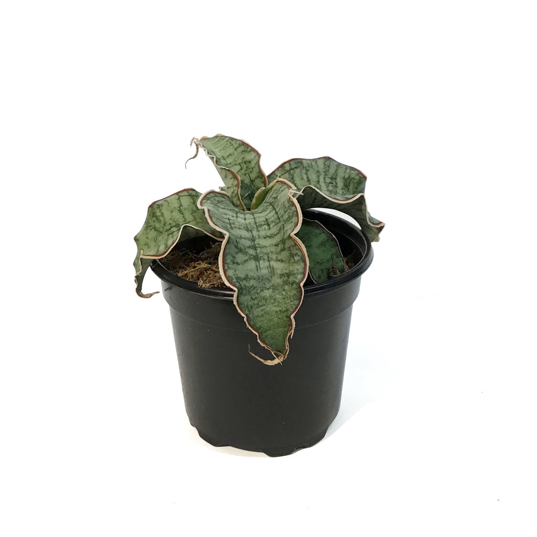 Sansevieria, 4in, Kirkii Blue