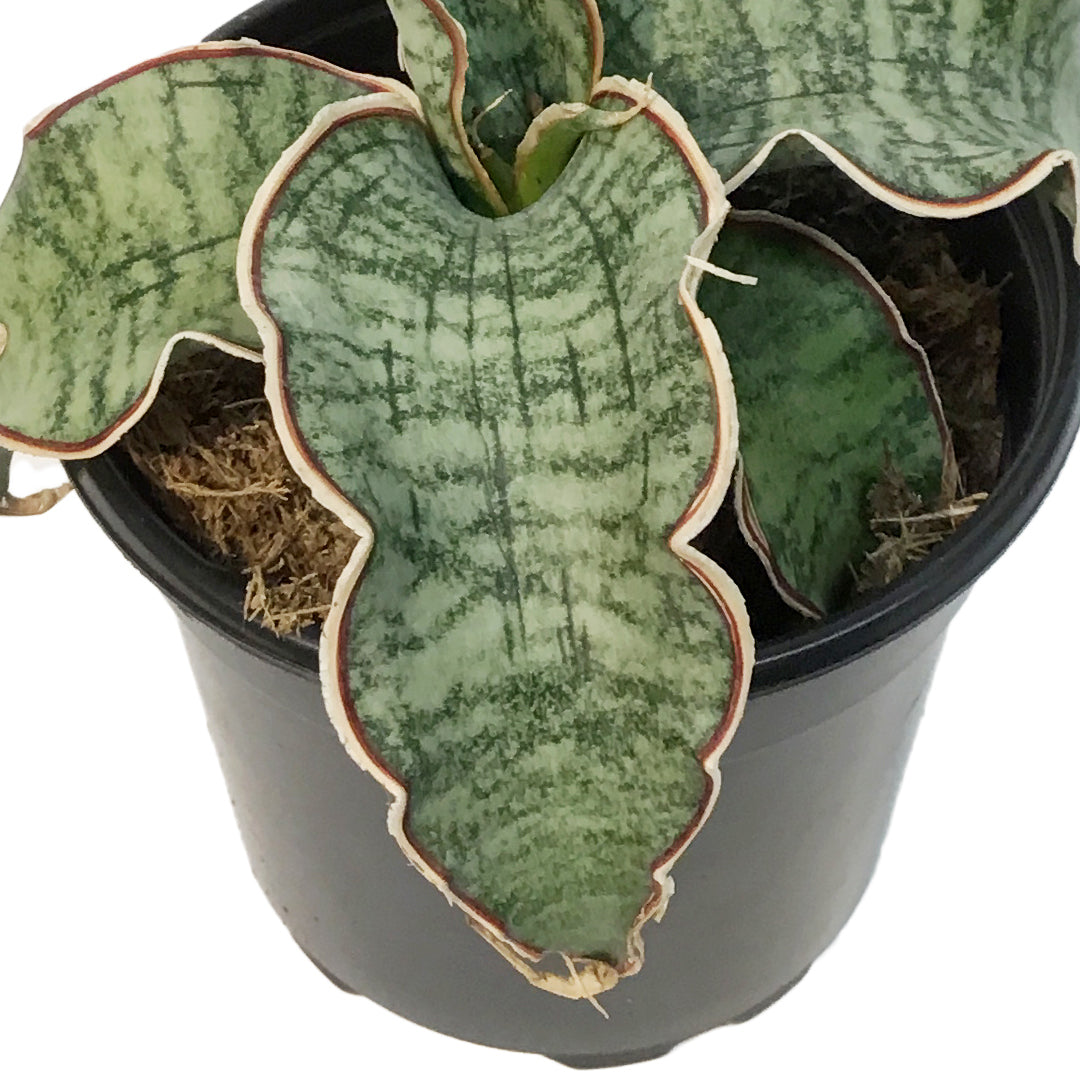 Sansevieria, 4in, Kirkii Blue – Floral Acres Greenhouse & Garden