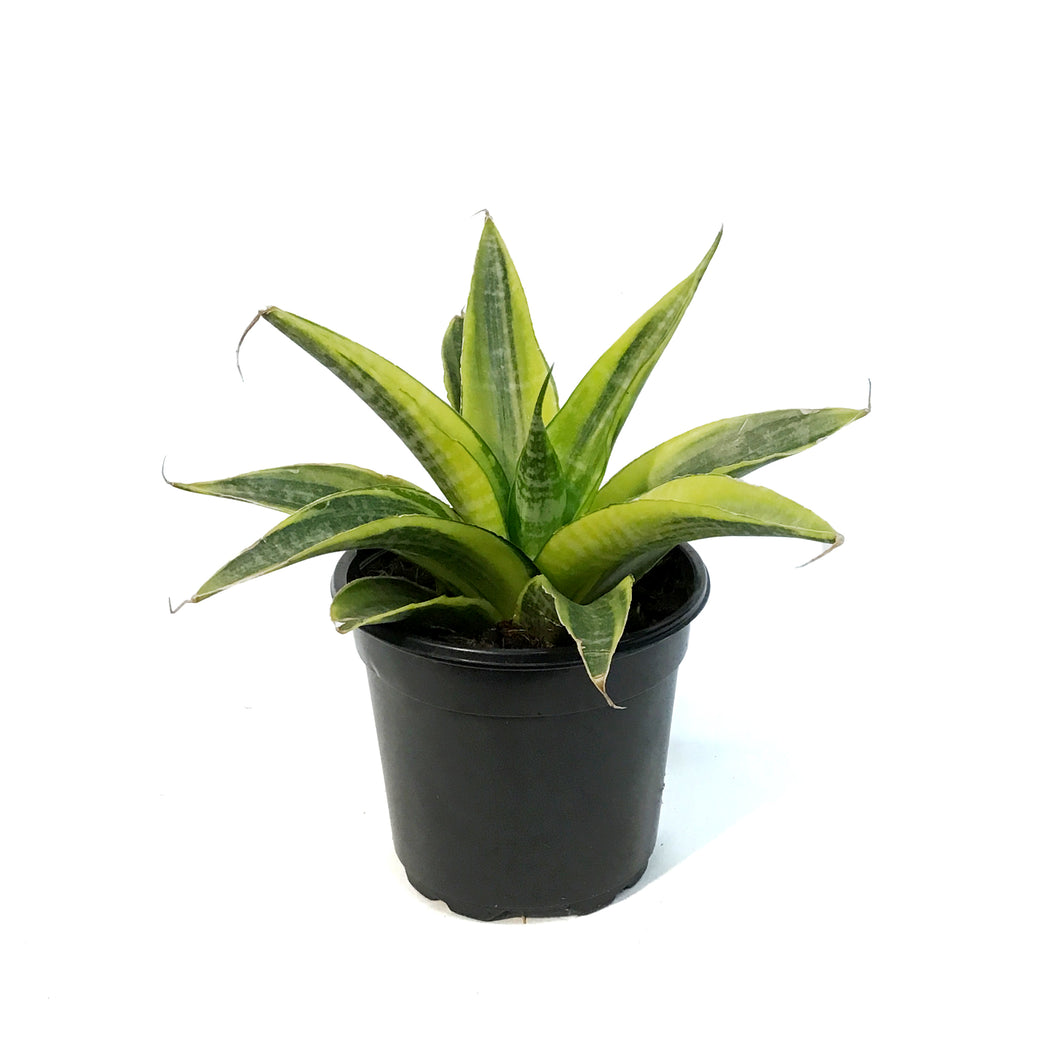 Sansevieria, 4in, Yellow Flame