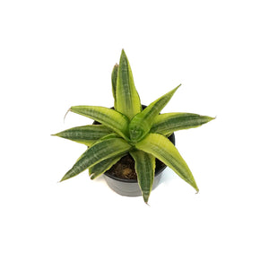 Sansevieria, 4in, Yellow Flame