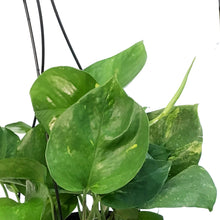 Load image into Gallery viewer, Pothos, 6in, Hawaiian, Hanging Basket
