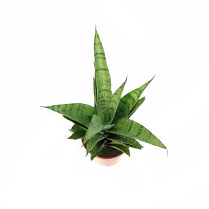 Sansevieria, 2.5in, Tough Lady