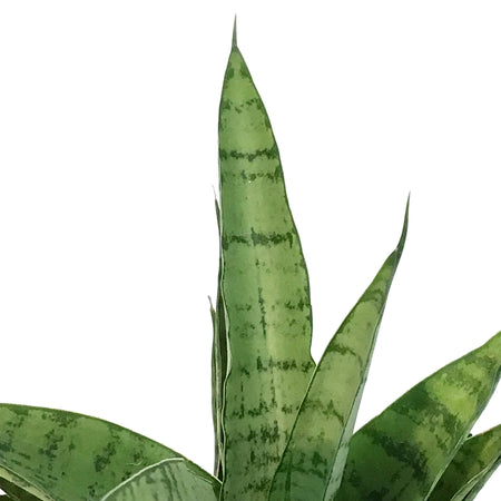 Sansevieria, 2.5in, Tough Lady