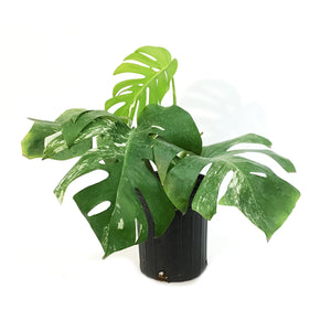 Monstera, 6in, Albo