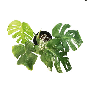 Monstera, 6in, Albo